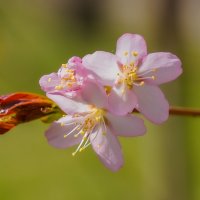 Пробуждение... :: Владимир Жданов
