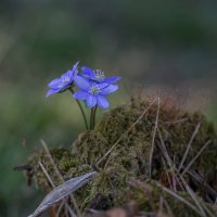 Лесные красавицы. :: Sergey (Apg)