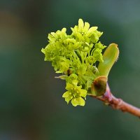 Клён остролистный просыпается... :: Светлана 