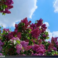 Сиреневая весна :: Нина Бутко