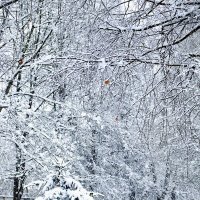 Весна в полном разгаре) :: Светлана 13.06.