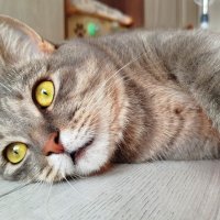 Утомленный духотой :: светлана льдокова