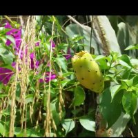 111 (33) :: СТРЕН 