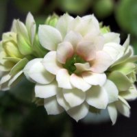 Каланхоэ. :: Ирина ***