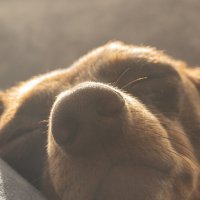 Золотой нос :: Lala