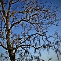 Весенние зарисовки 97 :: Алексей Кузнецов