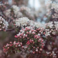 Цветение :: Лилия .