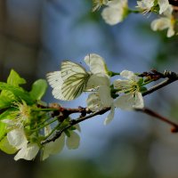 снятые сегодня бабочки 2 :: Александр Прокудин снятые сегодня бабочки 2 :: Александр Прокудин