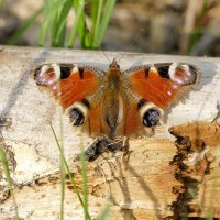снятые сегодня бабочки 5 :: Александр Прокудин