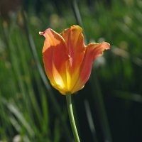 Тюльпан :: Сергей Швечков