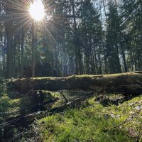Весна в лесу :: Дмитрий Иванов