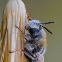 Муха Львинка (Stratiomys longicornis). :: Александр Григорьев