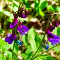 Чина весенняя :: Милешкин Владимир Алексеевич 