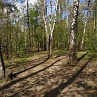 Об уходящей прозрачности апрельского леса (по календарю!) :: Андрей Лукьянов