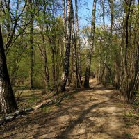 Об уходящей прозрачности апрельского леса (по календарю!) :: Андрей Лукьянов