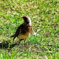 Дрозд в поиске пищи. :: Милешкин Владимир Алексеевич Дрозд в поиске пищи. :: Милешкин Владимир Алексеевич