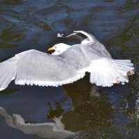 Карасик попался... :: Надежда 