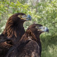 Беркут :: SanSan 