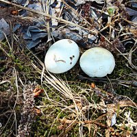 Серая ворона выпила утиные яйца! :: Владимир 