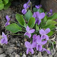 Фиалка :: Любовь Сахарова