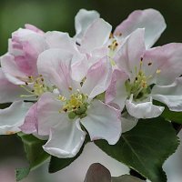 Яблоня цветёт :: Любовь Сахарова