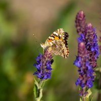 Бабочка :: Игорь Сикорский