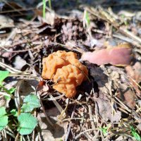 Спрятался :: Денис Бочкарёв