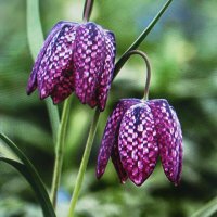 Шахматные рябчики :: Людмила Смородинская