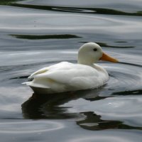 Утка - альбинос - редкое явление для Ольгиного пруда в Петергофе :: Надежда 