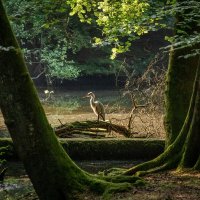 Цапля в луче солнца... :: Николай Гирш
