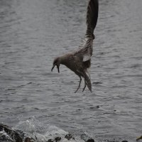 Врёшь - не уйдёшь! :: Надежда 