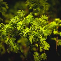 Весенняя фотозарисовка :: Владимир Кроливец