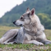 Пес :: Марина Фомина.