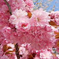 Сакура. :: Валерия Комова Сакура. :: Валерия Комова