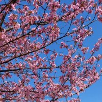 цветение сакуры :: ИРЭН@ .