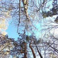 В весеннем лесу. :: Михаил Малец