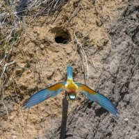 золотистые щурки. :: юрий макаров