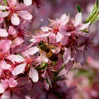 Степной миндаль. :: Михаил Колосов 