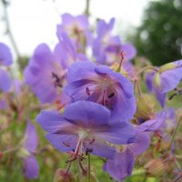 Герань :: Anna Ivanova