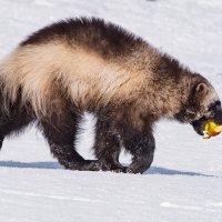 Росомаха с яблоком. :: Юрий Харченко