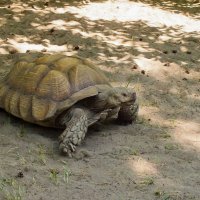Черепаха :: Сергей Михайлов