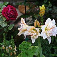 гиппеаструм Nimph :: Александр Корчемный