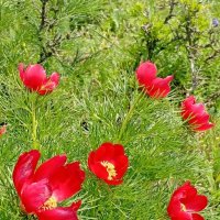 Кавминводы...  дикие пионы (лазорики) :: Нина Бутко