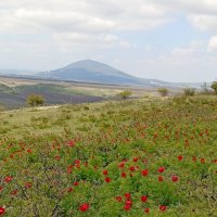 Кавминводы... дикие пионы (лазорики) :: Нина Бутко Кавминводы... дикие пионы (лазорики) :: Нина Бутко