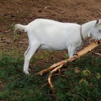 Коза - дереза :: Надежда Коза - дереза :: Надежда