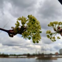 Клён :: Сапсан 