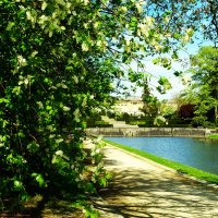 Цветение черёмухи около прудов :: Aida10 