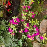 АЗАЛИЯ :: Tata Wolf