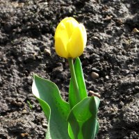 Солнечный тюльпан :: Людмила Смородинская