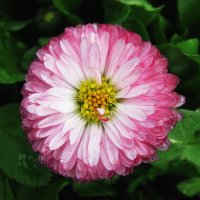 Красавица маргаритка :: Людмила Смородинская